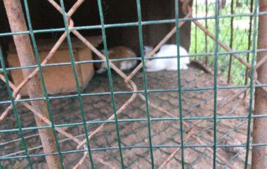 na návštěvě u adámka - IMG 20190612 WA0020 380x240