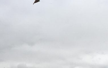 drakiáda - IMG 20191014 WA0050 380x240