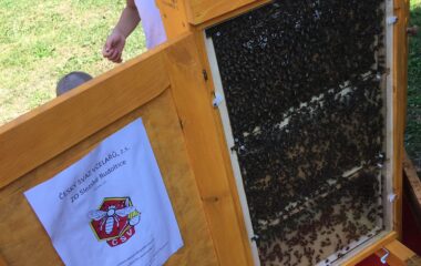 povídání o "Včelkách" - IMG 20220704 WA0003 380x240