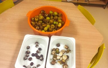 téma: plody podzimu - c42f29cf 7e15 465f a0ab 261e2ae5d800 380x240