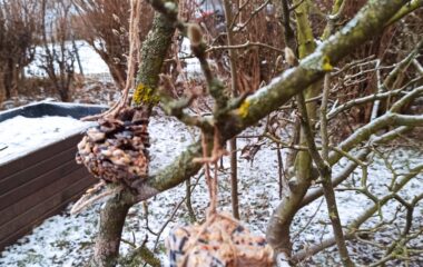 lednov&eacute; radov&aacute;nky - 01cf120f 7fb1 4ed4 99ff 23ea93cc9b0f 380x240