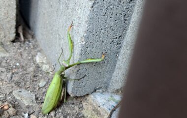 říjnová dobrodružství - IMG 20231023 WA0032 380x240