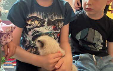 zv&iacute;ř&aacute;tka u n&aacute;s ve &scaron;kolce a v&yacute;let na farmu - bac9a23e ae9c 44a7 a767 cc982a8e2c9d 380x240