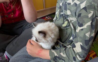 zv&iacute;ř&aacute;tka u n&aacute;s ve &scaron;kolce a v&yacute;let na farmu - c90a88c2 fece 4609 9cd1 b0c1fe665a42 380x240