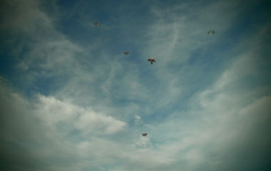 pouštění draků - PA170197 380x240