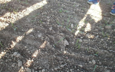 vycházka do přírody s myslivcem - PB060313 380x240