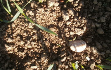 vycházka do přírody s myslivcem - PB060327 380x240