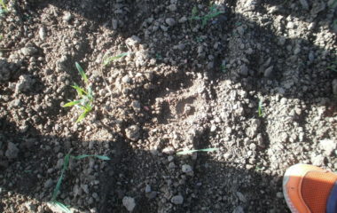 vycházka do přírody s myslivcem - PB060330 380x240