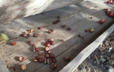 vycházka do přírody s myslivcem - PB060342 380x240