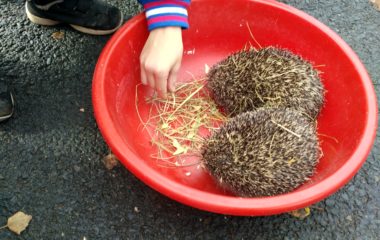 podzimní čas - IMG 20201102 112607 HDR 380x240