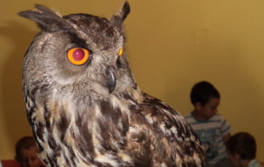 výr Bárny a liška Mia - sova Bubo 022 380x240