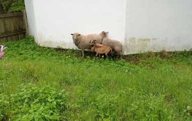 společný výlet do Města Albrechtic - IMG 20220517 125127 380x240