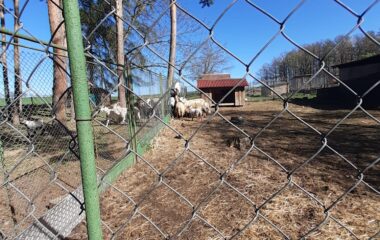 Velikonoce na farmě - 3fc07b1c 26d2 4e10 9e7e 7a53368d1b8f 380x240