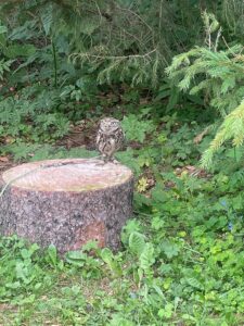 v&yacute;let - Karlov&aacute; Stud&aacute;nka - 957e1577 f768 49b2 9950 96b46a5dffbf 225x300